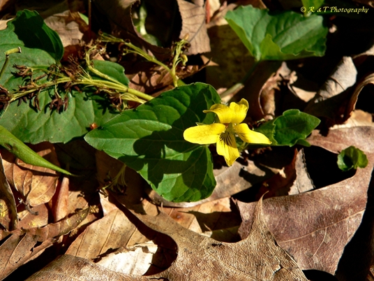 {Viola eriocarpa}